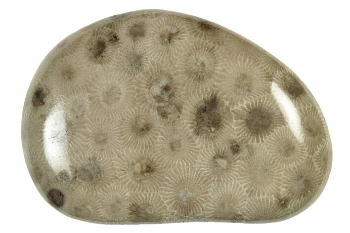 Polished Petoskey Stone (Fossil Coral) - Michigan #237293